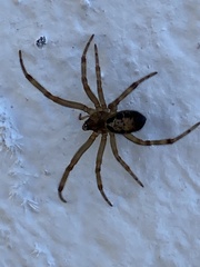 Steatoda nobilis