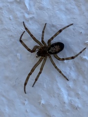 Steatoda nobilis
