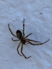 Steatoda nobilis
