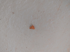 Pyrausta pseudonythesalis