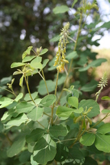 Crotalaria naragutensis