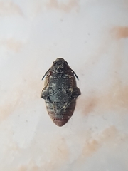 Megabruchidius dorsalis