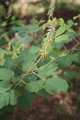 Crotalaria naragutensis