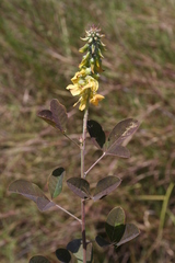 Crotalaria naragutensis