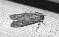 Capusa senilis