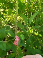 Stachytarpheta mutabilis