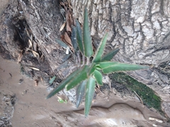 Tracheophyta