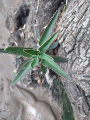 Tracheophyta