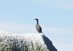 Phalacrocorax neglectus
