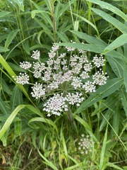 Angelica genuflexa