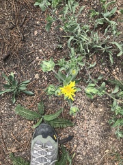 Heterotheca resinolens