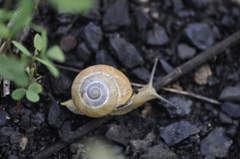 Cepaea nemoralis