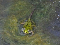 Pelophylax