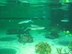 Japanese Flyingfish photo 3