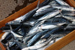 Japanese Flyingfish photo 2