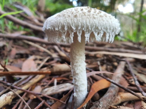 Amanita farinacea image