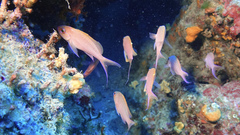 Anthias anthias