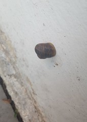 Cornu aspersum