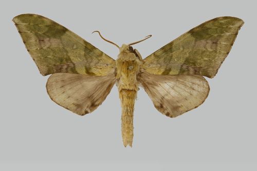 Chloroclanis virescens