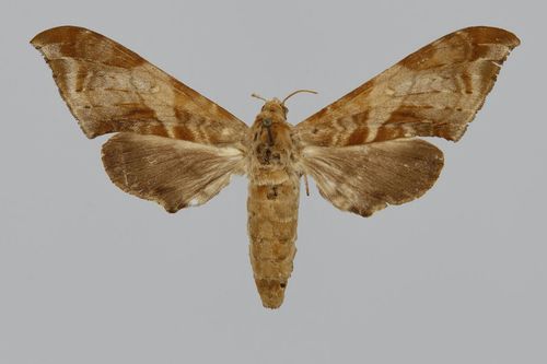Chloroclanis virescens