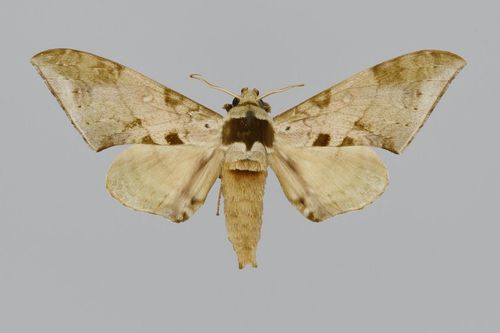 Chloroclanis virescens