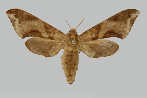 Chloroclanis virescens