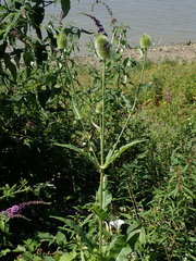 Dipsacus fullonum