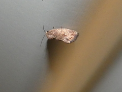 Elusa