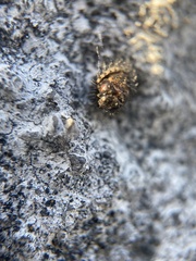 Chilocorus renipustulatus