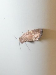 Elusa