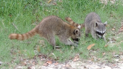 Procyon pygmaeus
