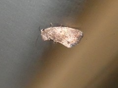 Elusa