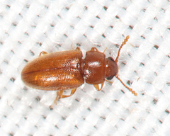 Cryptophilus