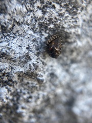 Chilocorus renipustulatus