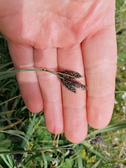 Carex atrata