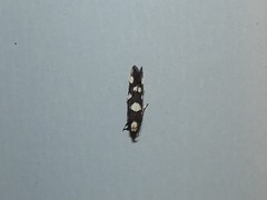 Limnaecia tetraplanetis