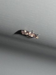 Limnaecia tetraplanetis