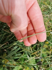 Carex atrata