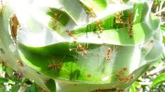 Oecophylla longinoda