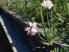 Securigera varia