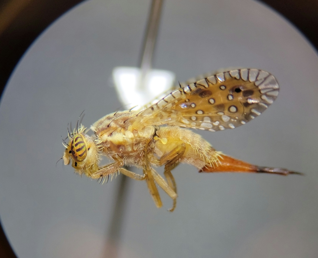 Paracantha cultaris