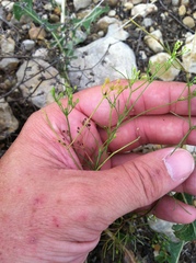 Spermolepis inermis