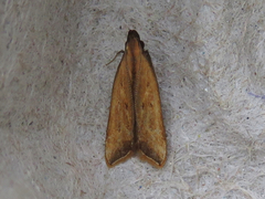 Dichomeris heriguronis