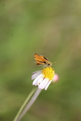 Copaeodes minima