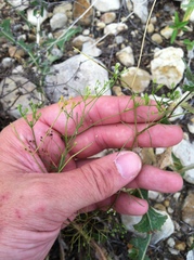 Spermolepis inermis