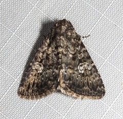 Condica aroana