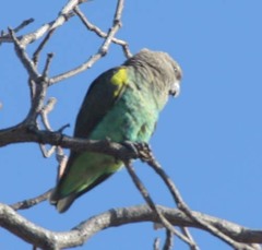 Poicephalus meyeri