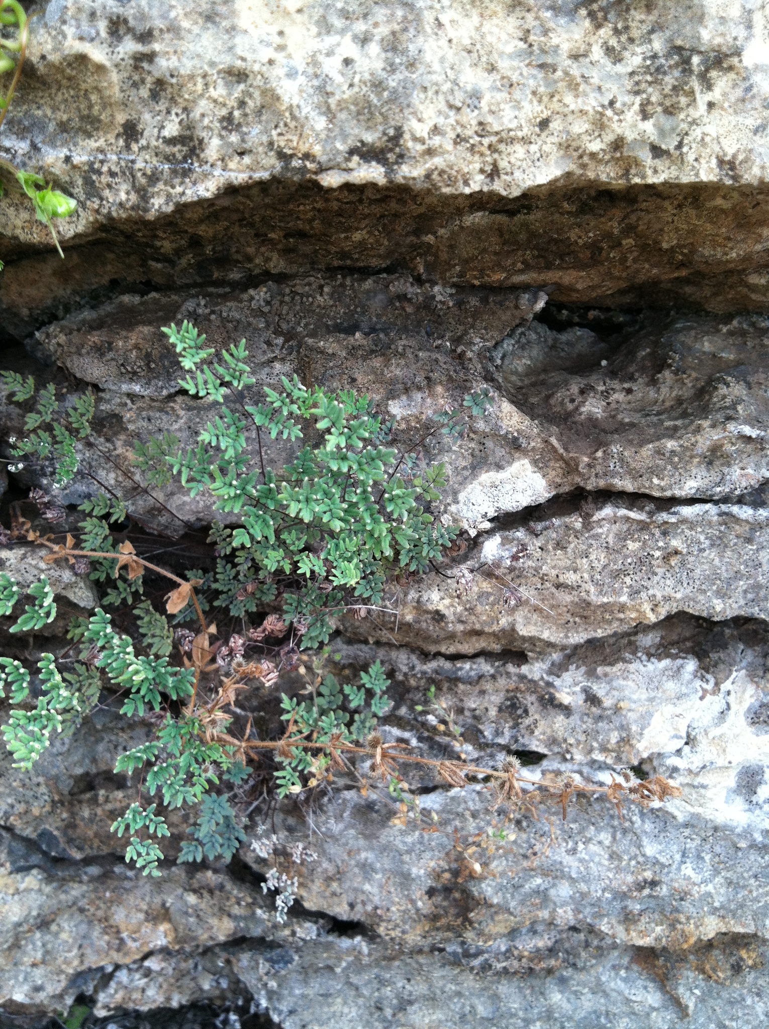 Argyrochosma dealbata