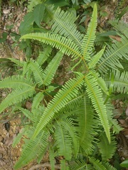 Dicranopteris pedata