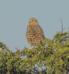 Falco rupicoloides